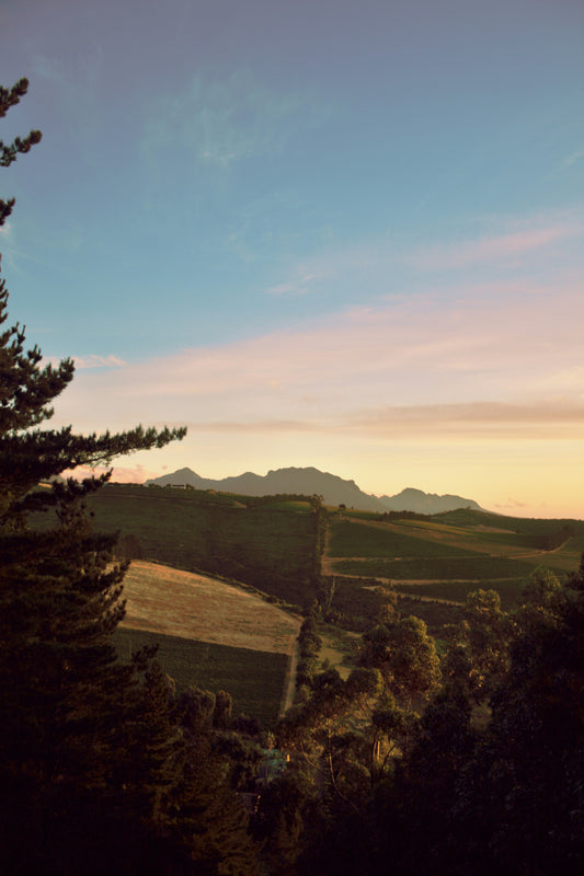 South African Wine Tasting - March 19th